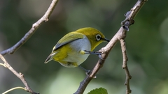 Oriental White-Eye photo 3