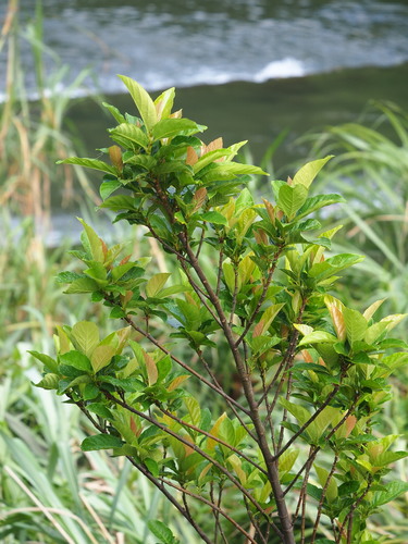 Image of Ficus fistulosa by no rights reserved
