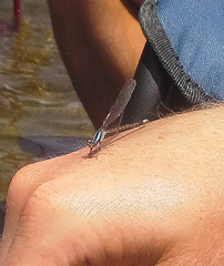 Argia immunda
