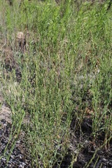 Polygonum argyrocoleon