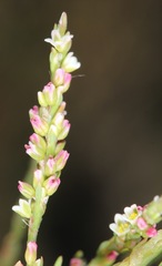 Polygonum argyrocoleon