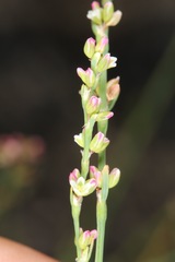 Polygonum argyrocoleon