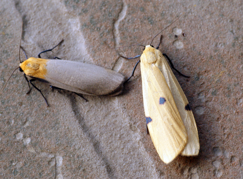 Four-spotted Footman