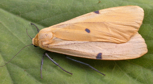 Four-spotted Footman