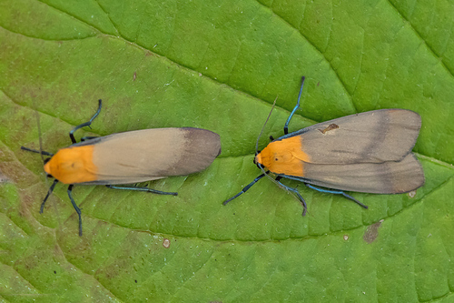 Four-spotted Footman