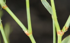 Polygonum argyrocoleon