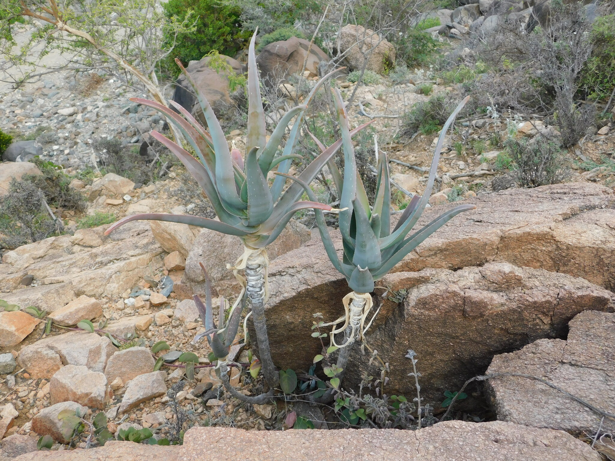 Aloe retrospiciens