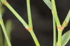 Polygonum argyrocoleon