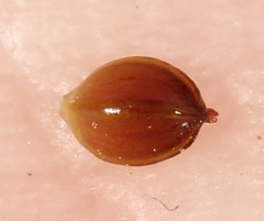 Polygonum argyrocoleon