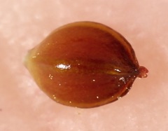 Polygonum argyrocoleon