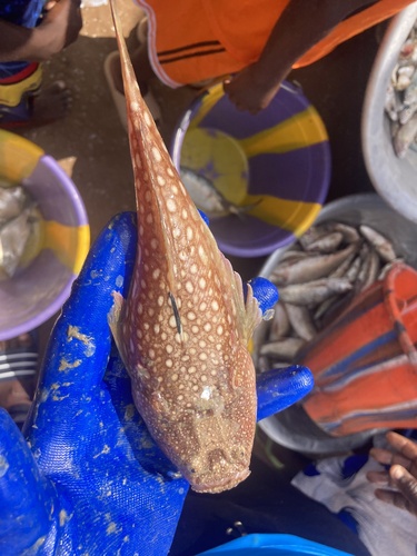 Poll's stargazer (Uranoscopus polli) — Uranoscopidae — 5