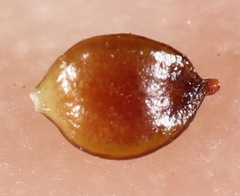 Polygonum argyrocoleon