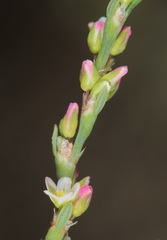 Polygonum argyrocoleon