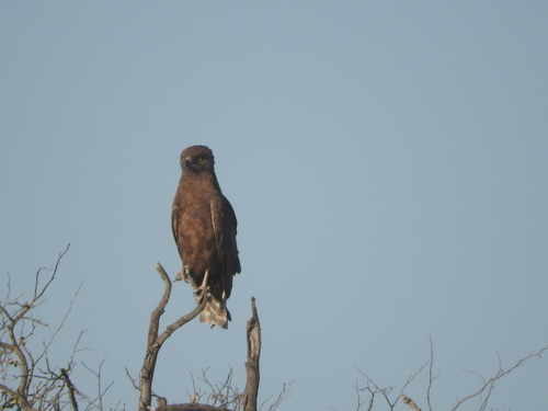 Circaetus cinereus