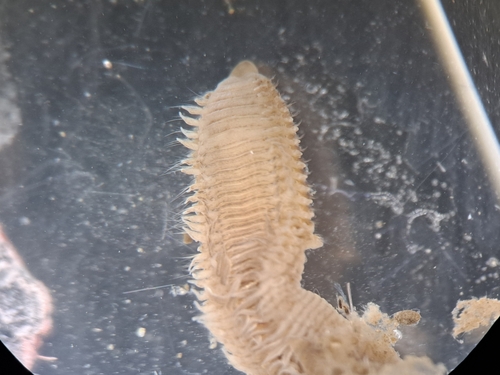 Naineris laevigata