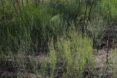 Polygonum argyrocoleon