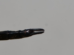 Somatochlora forcipata