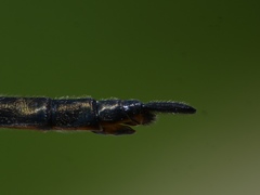 Somatochlora forcipata