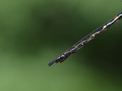 Somatochlora forcipata