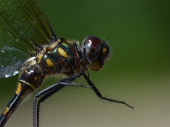 Somatochlora forcipata