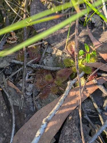 Drosera aberrans (Drosera aberrans)