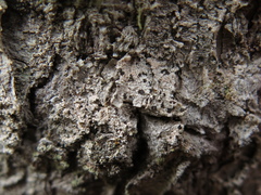 Felipes leucopellaeus