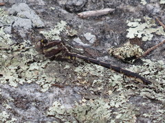 Phanogomphus lividus