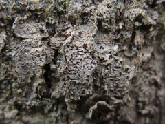 Felipes leucopellaeus