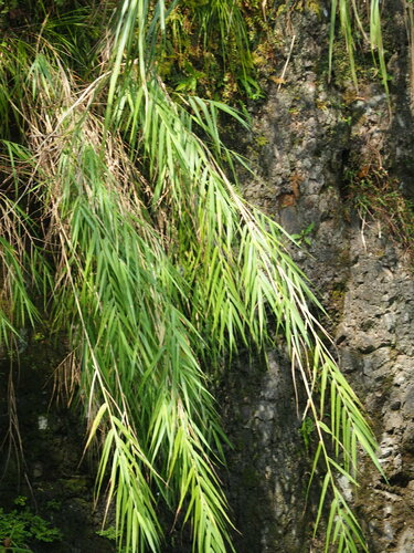 Image of Arundo Formosana (Arundo formosana) by no rights reserved