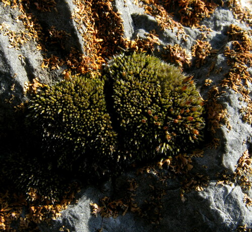 Jaffueliobryum wrightii