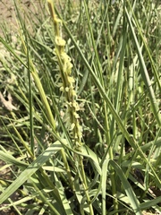 Sporobolus anglicus