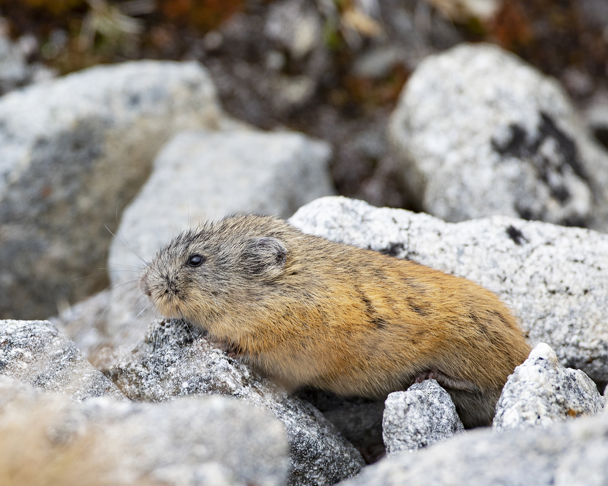 Lemming (Brown)