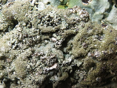 Nesolechia oxyspora oxyspora