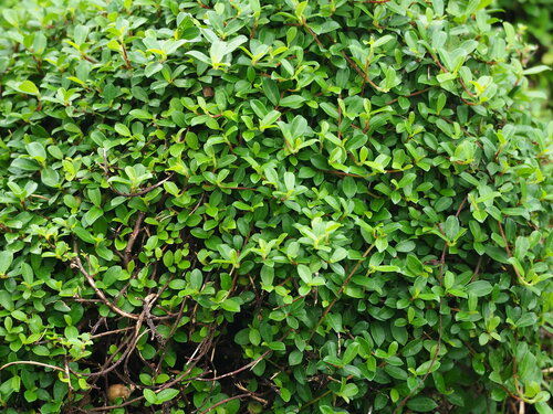 Image of Ficus vaccinioides by no rights reserved
