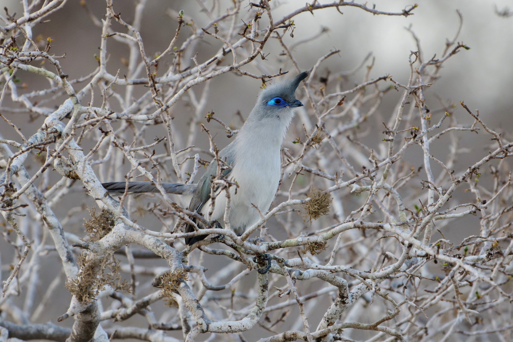 Verreaux's Coua (Coua verreauxi), photo 3