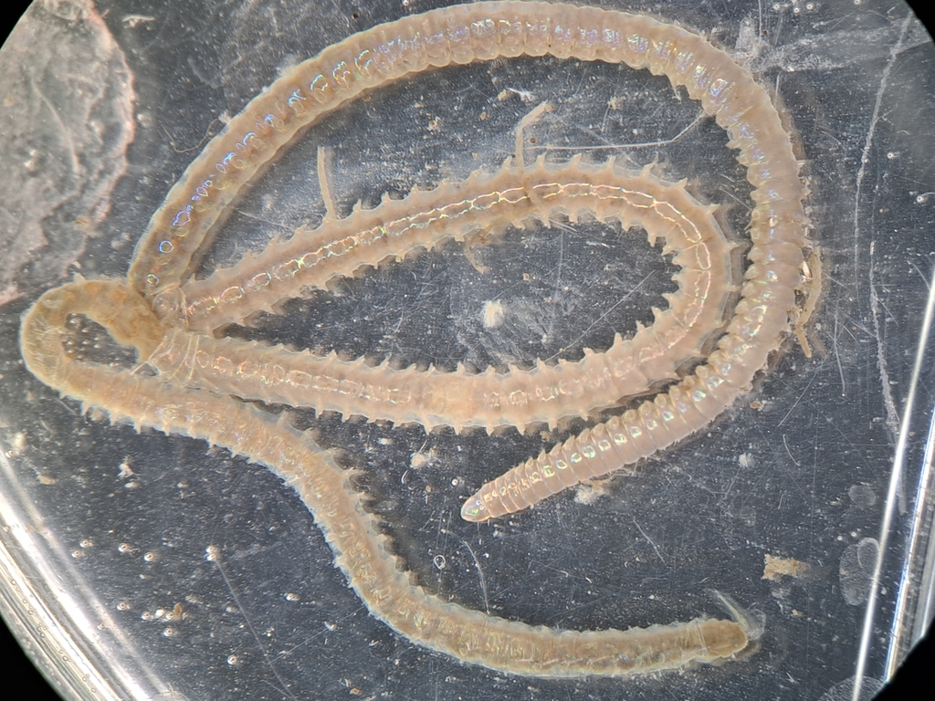 Lumbrineris latreilli