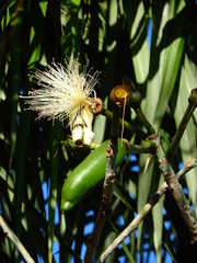 Pseudobombax grandiflorum