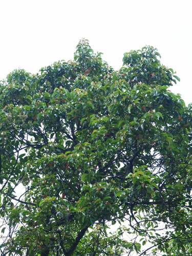 Image of Elaeocarpus serratus by no rights reserved