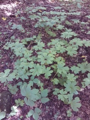 Hydrastis canadensis