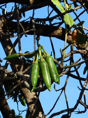 Pseudobombax grandiflorum