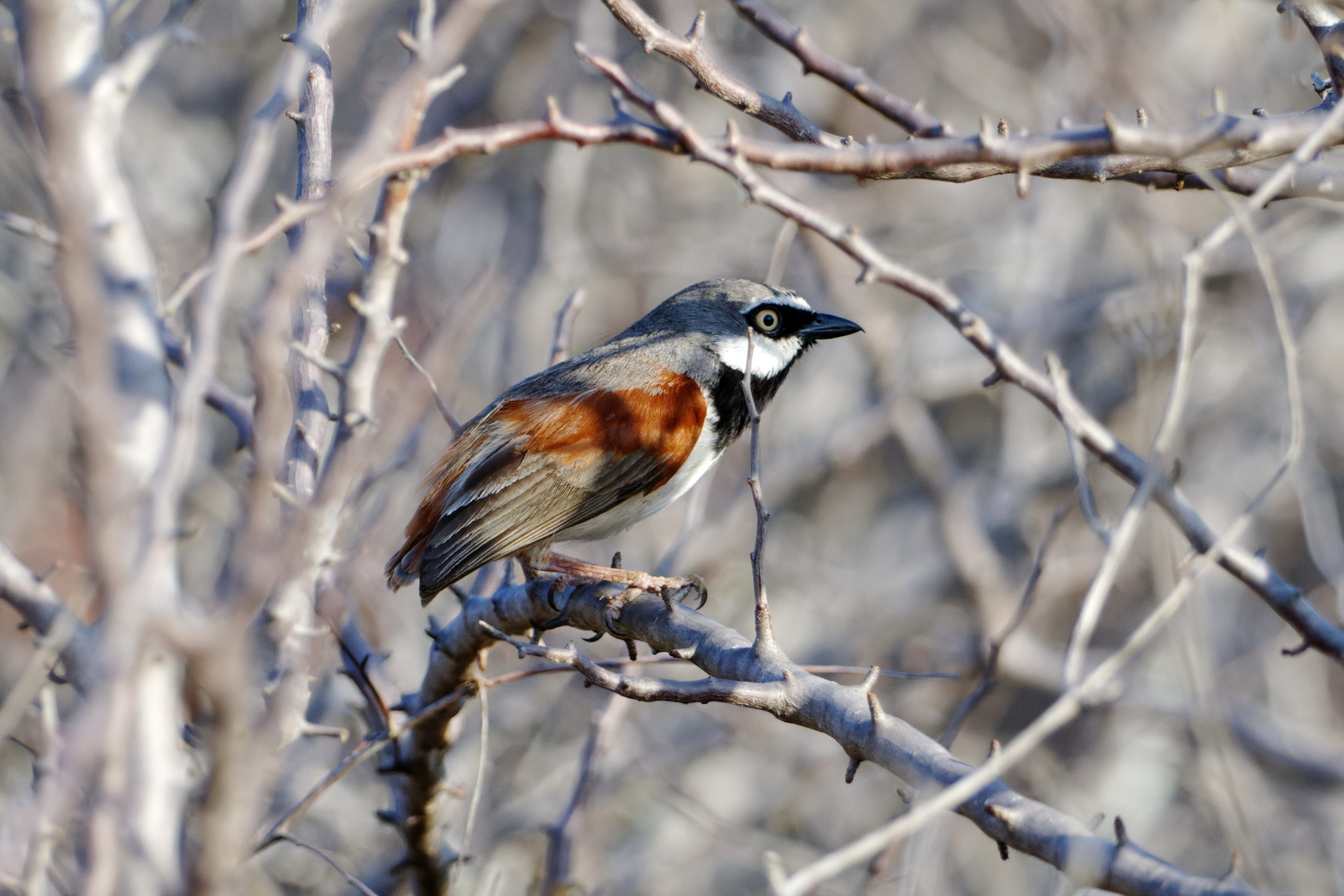 Red-shouldered Vanga (Calicalicus rufocarpalis), photo 1