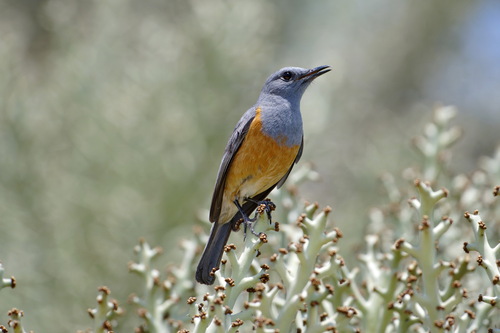 Littoral Rock Thrush (Monticola imerina), photo 9