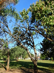 Pseudobombax grandiflorum