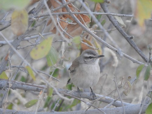 Cercotrichas paena