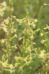 Silene tatarica