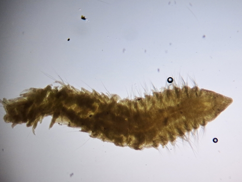Scoloplos typicus