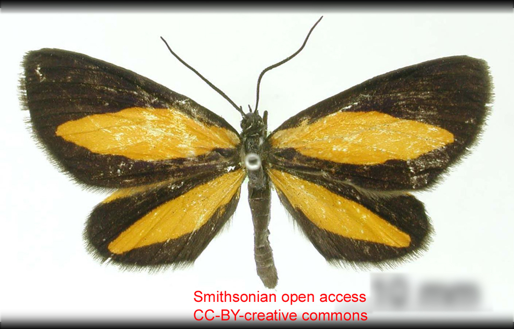Erateina scalpellata