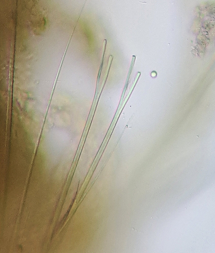 Scoloplos typicus