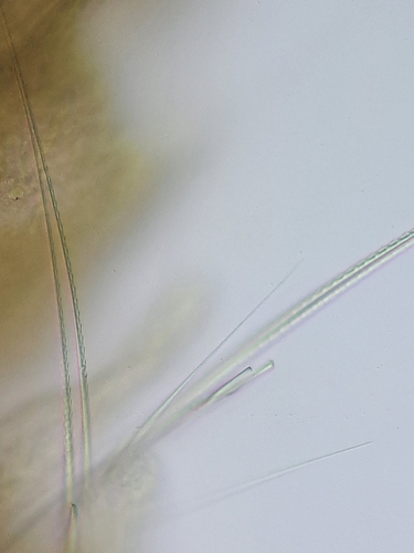 Scoloplos typicus