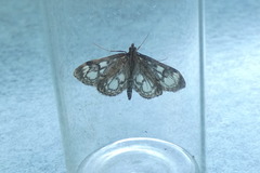 Anania coronata